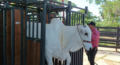 Fexpo Beni: Pesaje de animales de las razas Nelore y Brahman que serán parte del juzgamiento