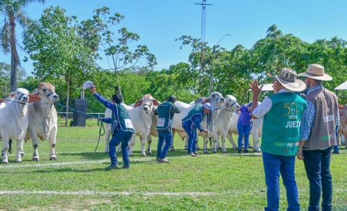 Juzgamiento de  ganado Brahmán  marca el inicio  de la Fexpo Beni