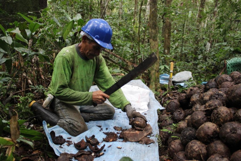 La castaña, otro de los pilares de la economía beniana