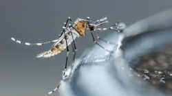 Declaran prioridad combate contra  el dengue, zika  y chikungunya