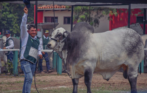 19 cabañas y más de 200 animales en exhibición en la FexpoBeni 2024