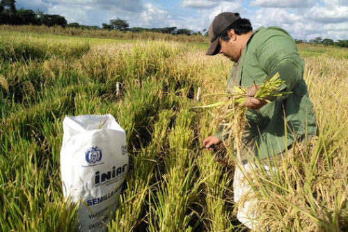 Productores de arroz  advierten reducción  de siembra por falta de combustible