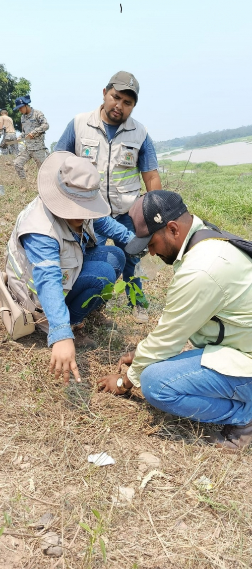 Municipio de  Trinidad inicia plan  de reforestación en  Puerto Almacén