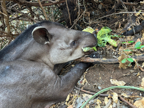 Autoridades coordinan  rescate y recuperación  de la fauna silvestre  afectada por quemas