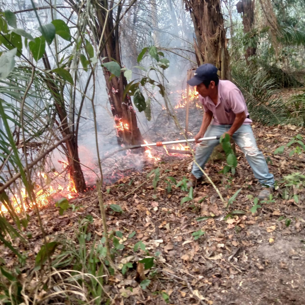 Otra vez el fuego, Incendio en el TIM destruye cultivos y deja a familias sin sustento