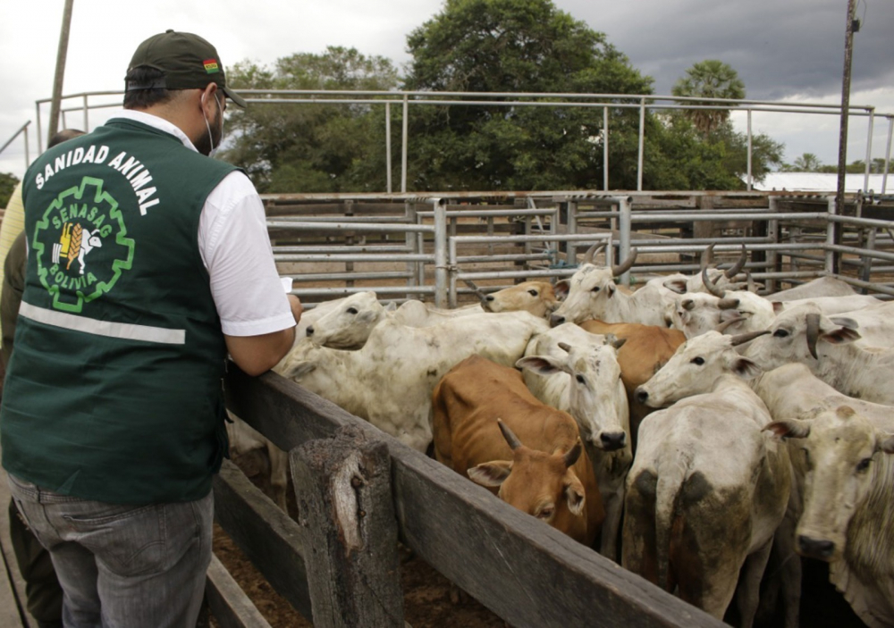 Gobierno controlará movimiento de ganado hacia zonas fronterizas "para evitar especulación"