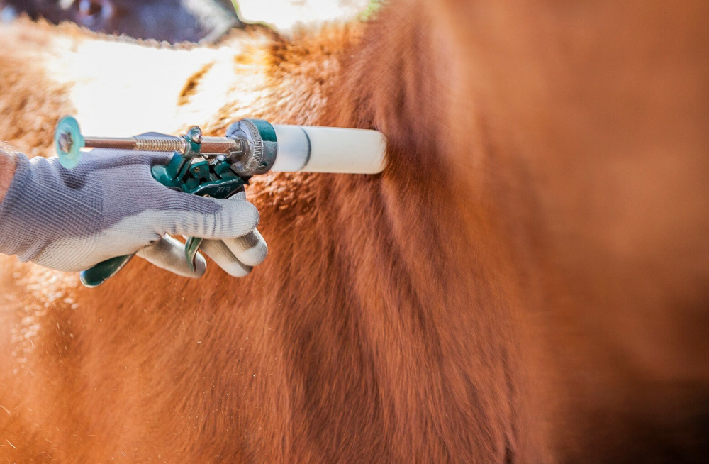 SENASAG inicia campaña contra  la brucelosis bovina y bufalina