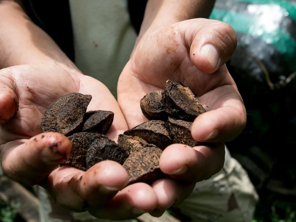RIBERALTA PROYECTA REPOBLAR LA AMAZONÍA CON CASTAÑA