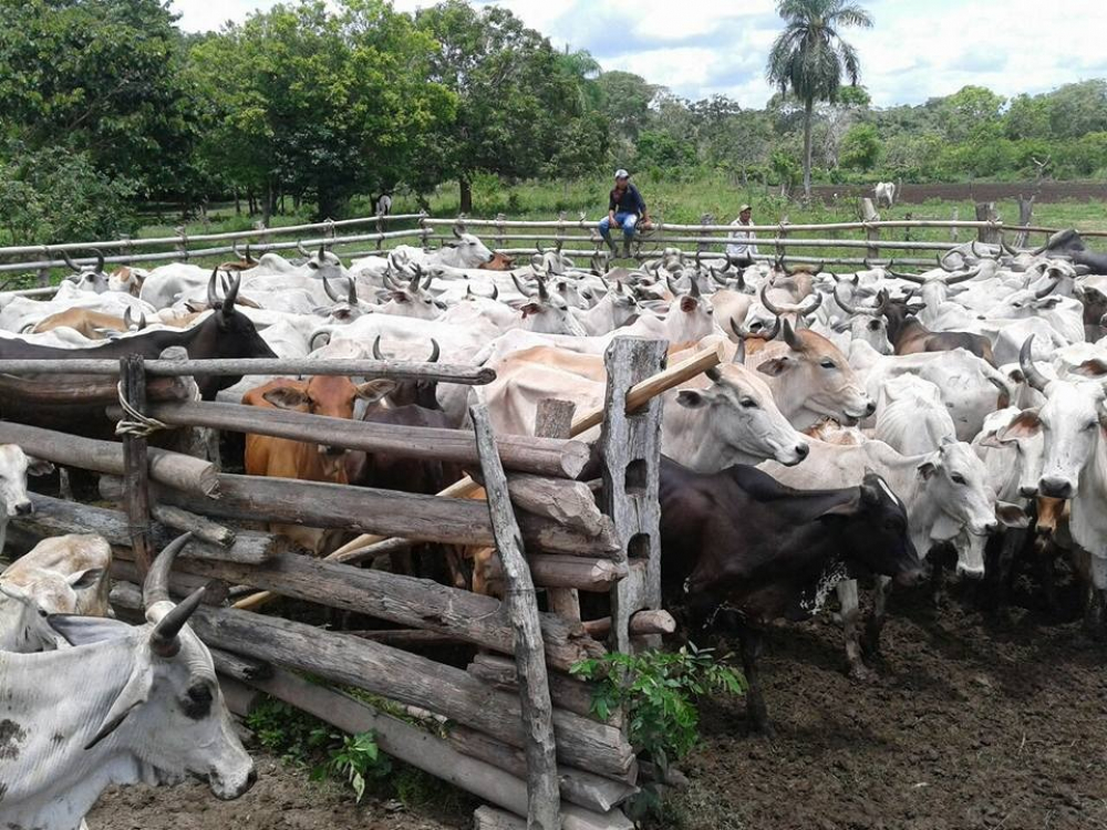 LA FALTA DE AGUA Y PASTO OBLIGA A  TRASLADO MASIVO DE GANADO EN EL BENI