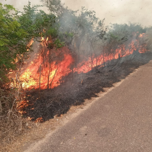 Procesos administrativos  por quemas ilegales  llegan a 312 y penales  por incendios  forestales a 82