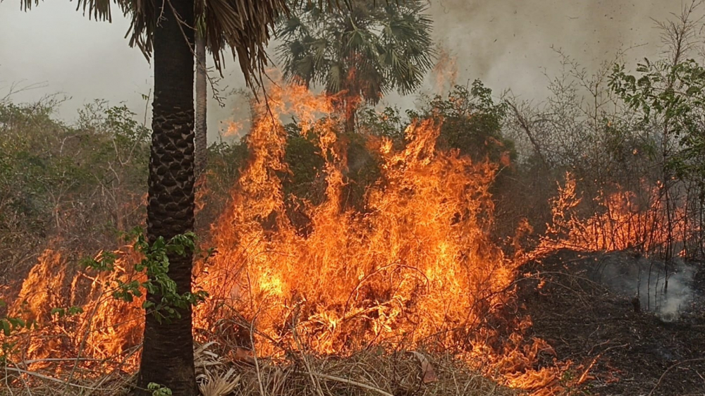 De 3,8 millones de  hectáreas arrasadas por  incendios, el 60% son  pastizales y 40% bosque