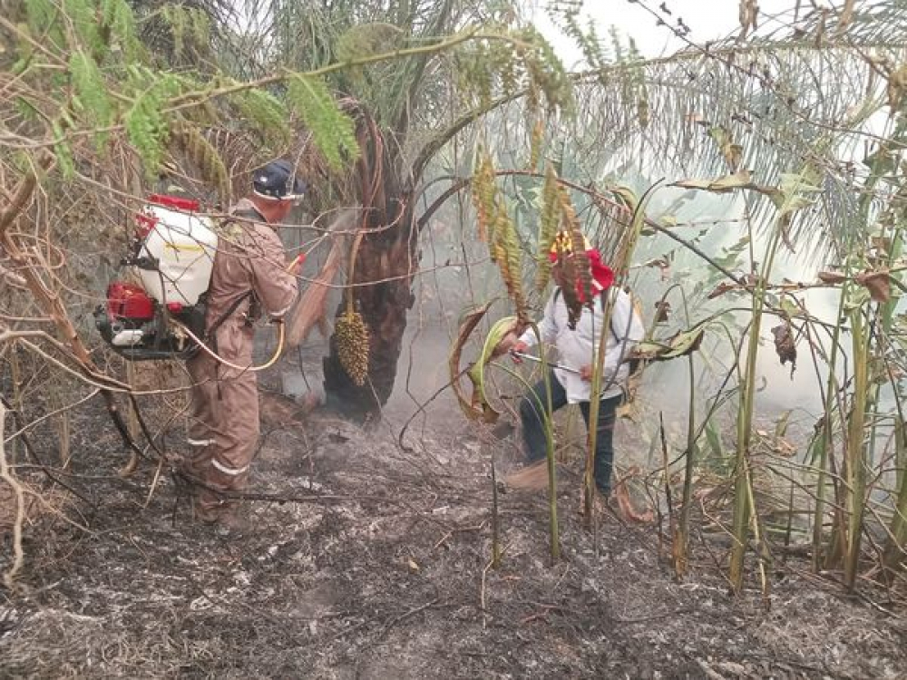 Gobierno traza plan  post incendios que  involucra reforestación