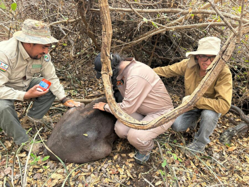 Brigadas de veterinarios  voluntarios refuerzan  rescate y atención de  animales silvestre