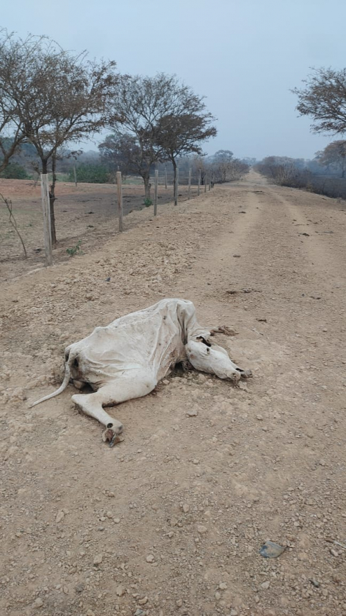 Ganaderos afirman que viven una catástrofe  por incendios con cientos de reses muertas