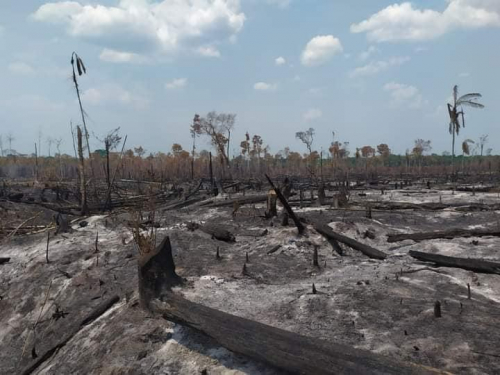 Incendios destruyen  predios y ganado,  productores piden  ayuda urgente