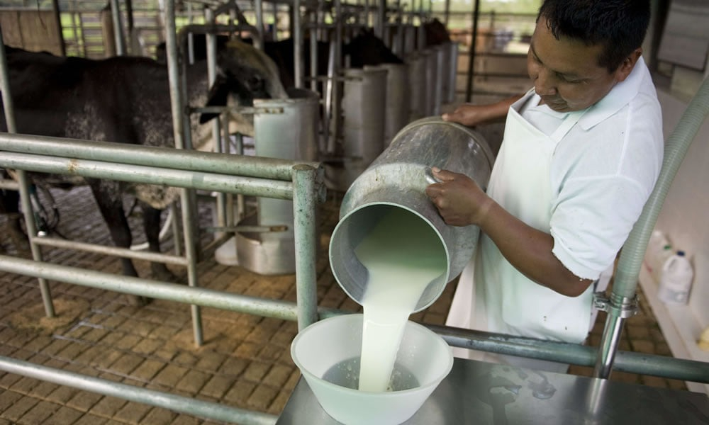 PRODUCCIÓN DE LECHE EN BENI SE DESPLOMA: CRISIS PONE EN JAQUE A FAMILIAS PRODUCTORAS