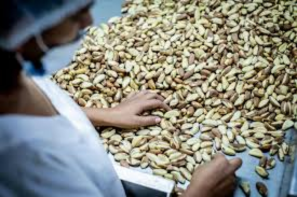 Venta de almendra a Perú y Brasil pone  en riesgo la economía de Riberalta