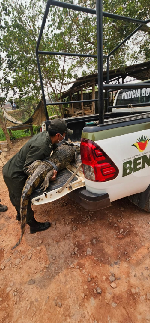 Policía del Beni, a través de POFOMA,  rescata un caimán yacaré en área urbana