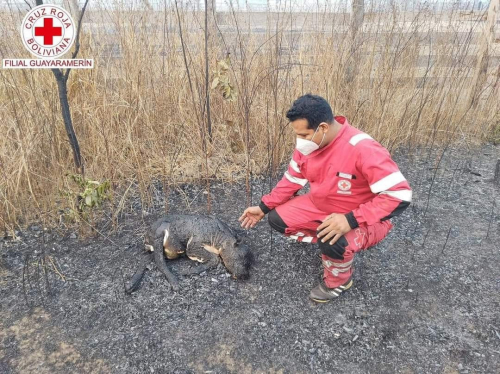 Fuego descontrolado en el Beni: Voluntarios combaten una crisis ambiental sin precedentes