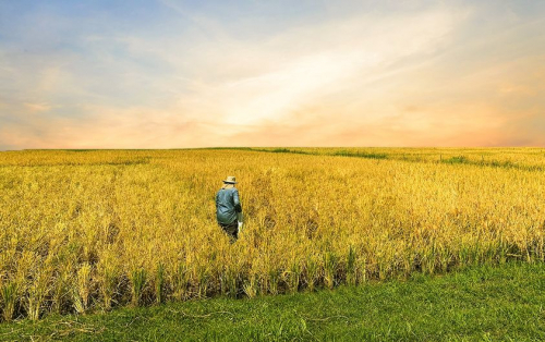 Escasez de diésel  amenaza la siembra  de 70.000 hectáreas  de arroz en Beni